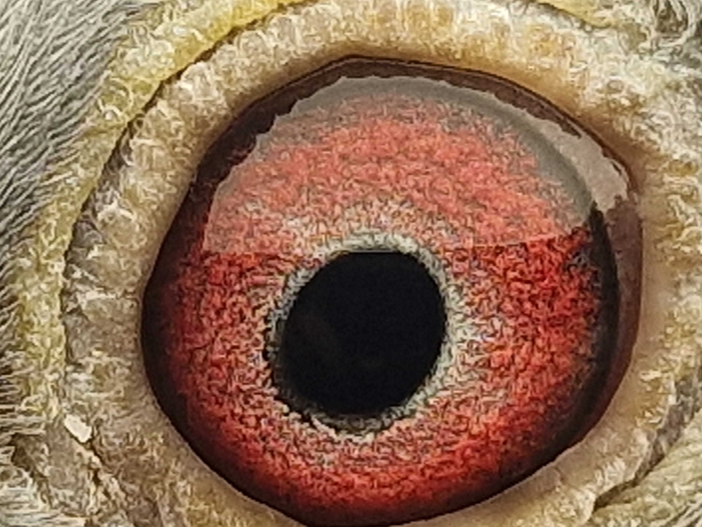 Pigeon eye